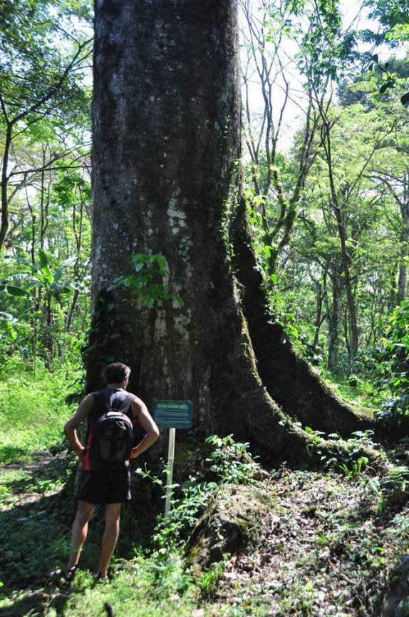 Observando árvore gigante na mata da Finca Paraíso, perto do lago Yojoa, região central de Honduras